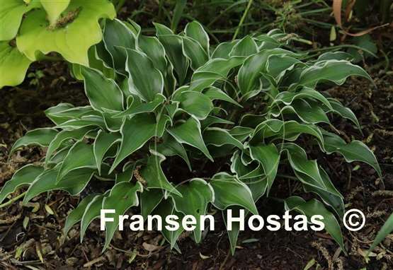 Hosta Frosted Raspberry